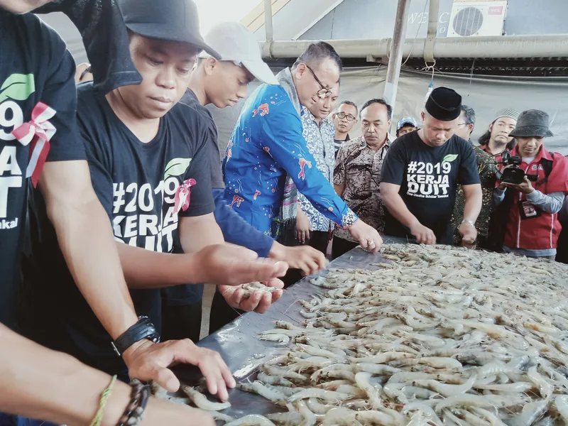 Impact of Anti-Dumping Tariffs Indonesian Shrimp Exports to the US Decline by 15.8%